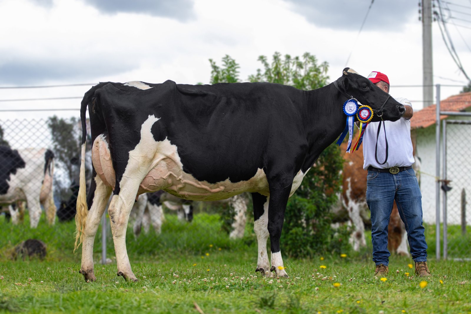 ARTISTA - Ganaderia La Indiana