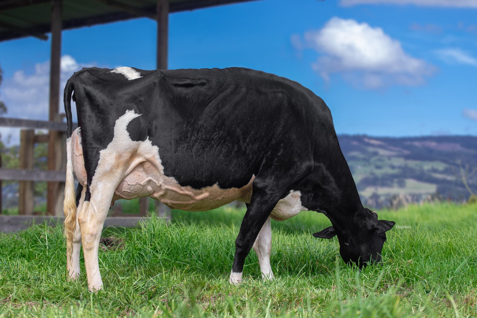 ARTISTA 2 - Ganaderia La Indiana