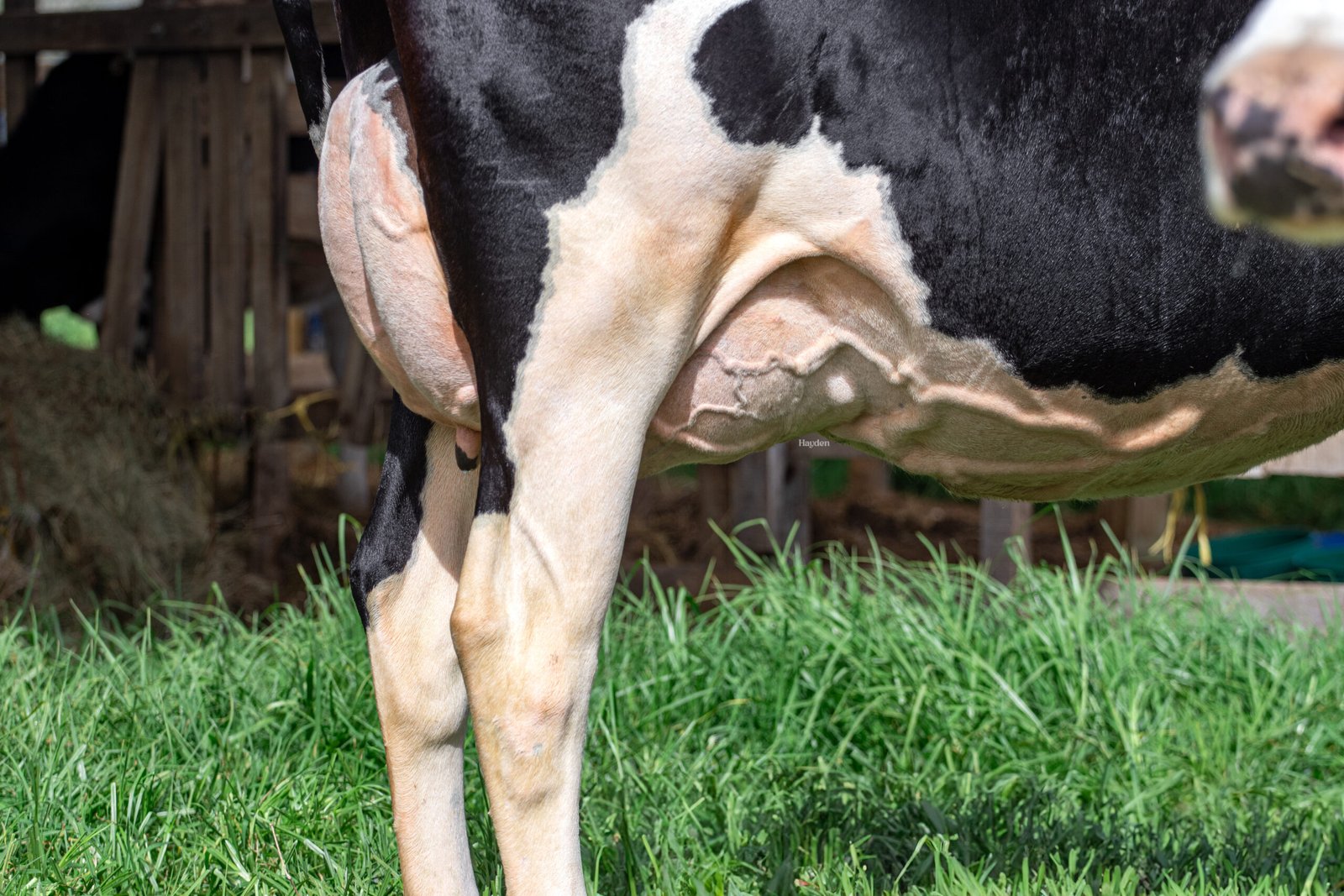 ARTISTA SISITEMA MAMARIO 2 - Ganaderia La Indiana