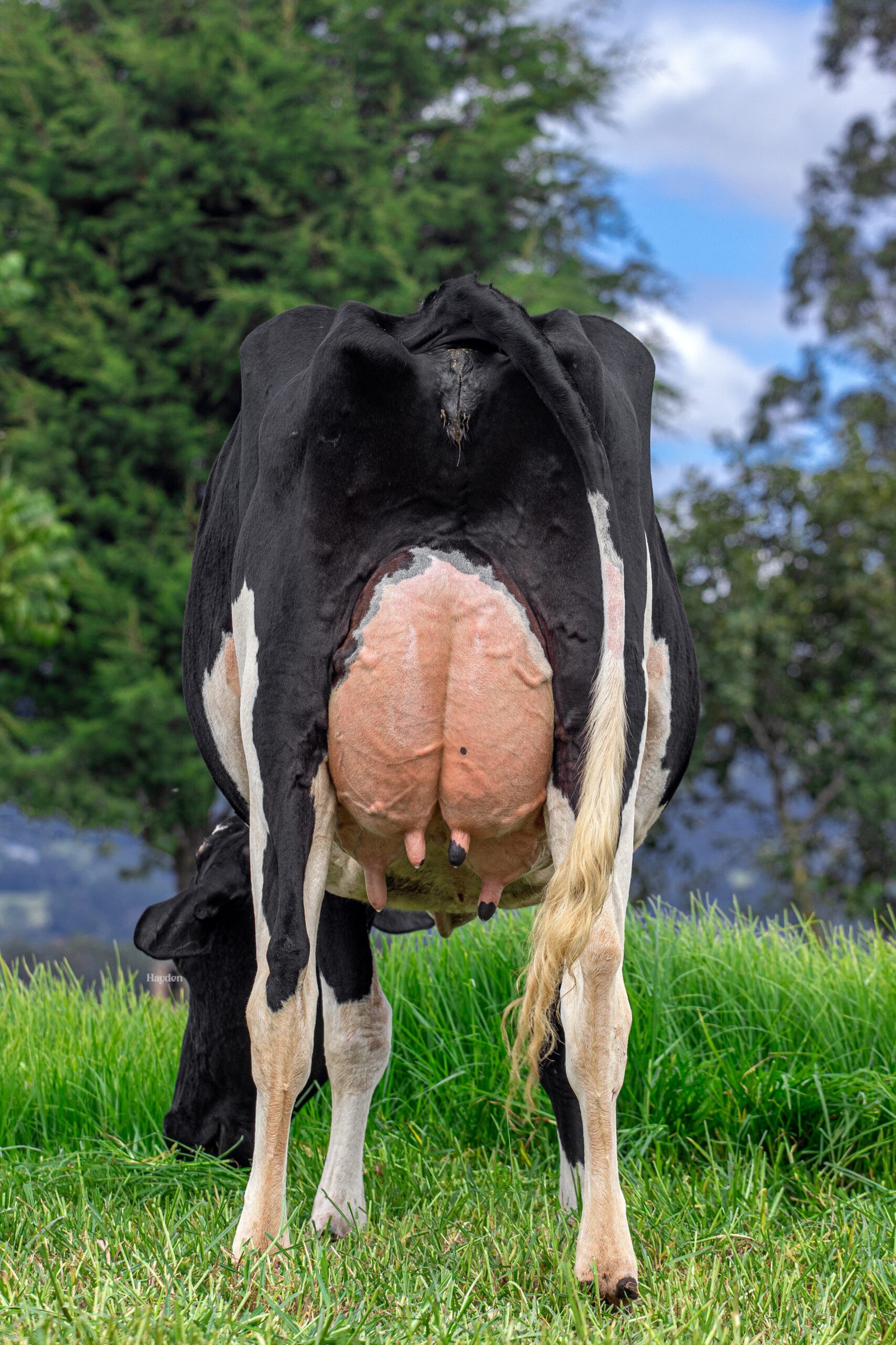 ARTISTA SISTEMA MAMARIO 1 - Ganaderia La Indiana