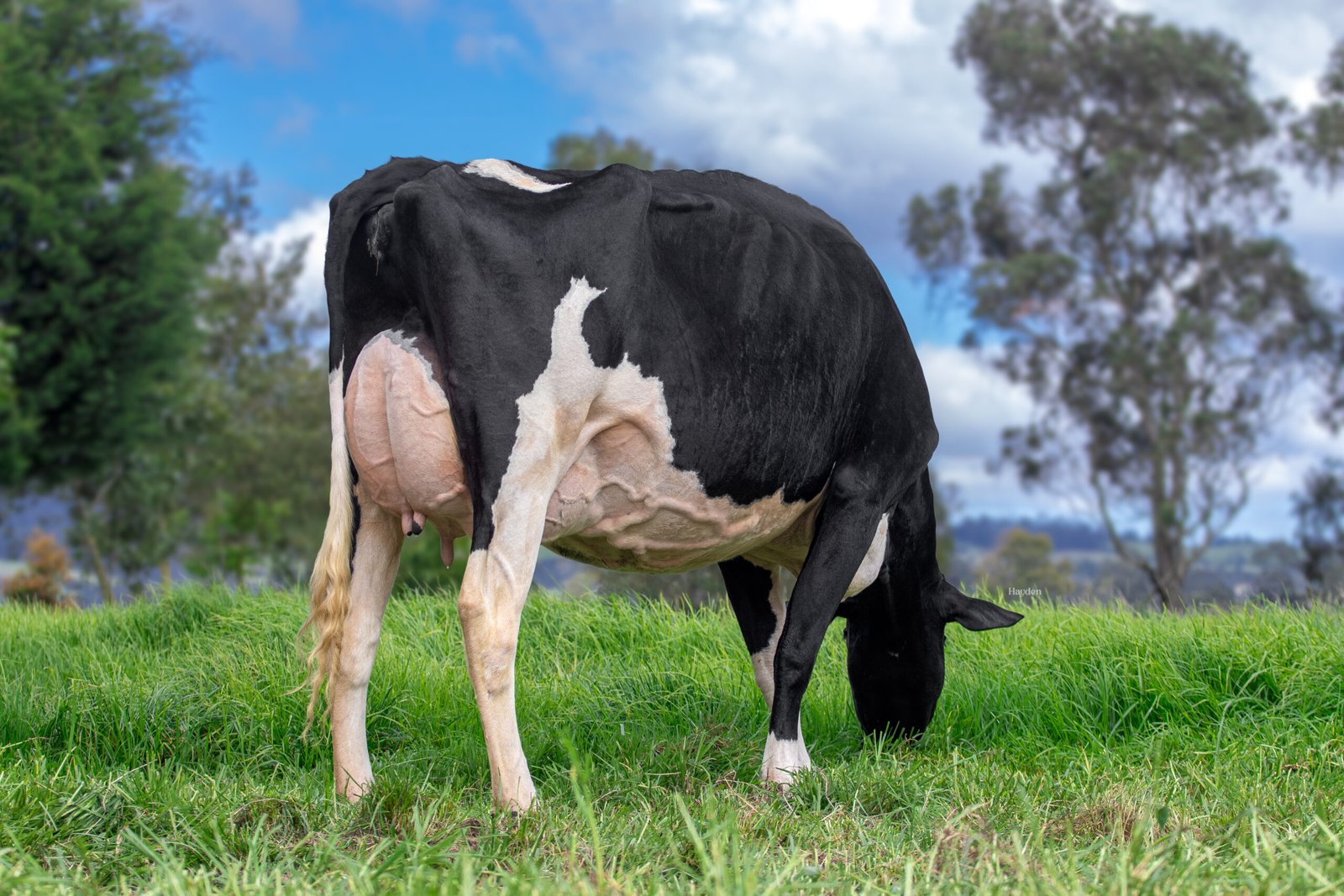 ARTISTA foto 1 - Ganaderia La Indiana